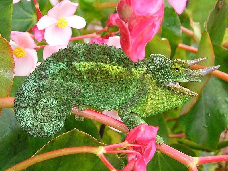 ~All About CHAMELEON~
