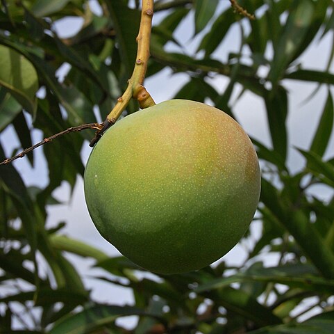 &#91;KASKUSER HARUS TAU!&#93; Mangga Manis GAK CUMA Arumanis! (Awas Ngiler :P)