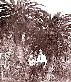Pohon Juga bisa Jones - Encephalartos woodii