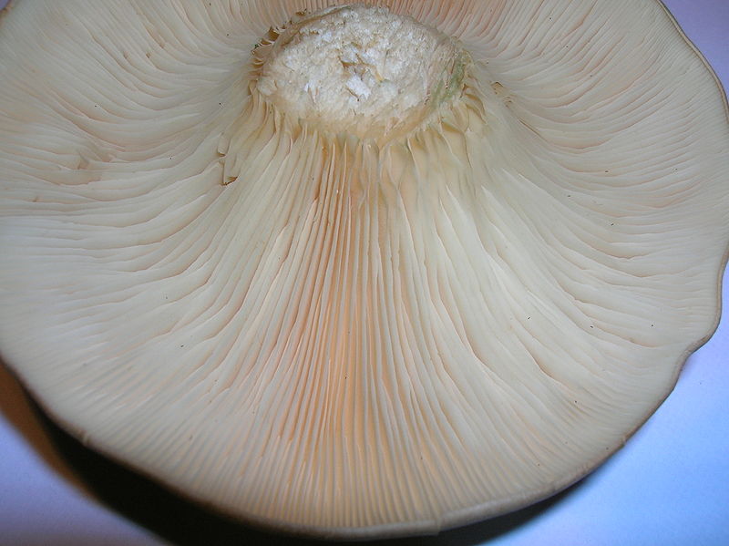 mengenal jamur barat ( Clitocybe nebularis )