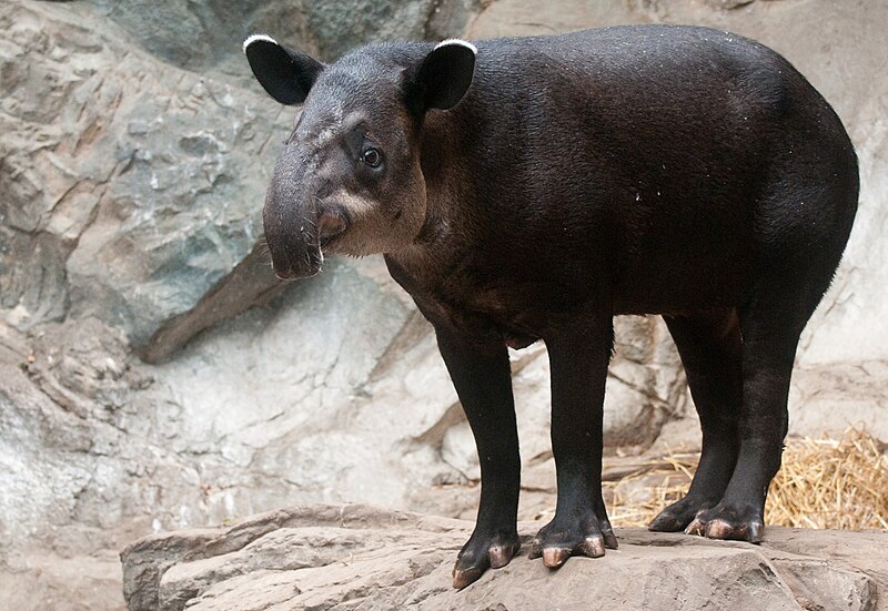 Tapir Jenis Baru Ditemukan di Hutan Amazon