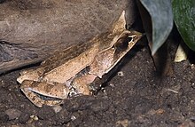 Jenis Baru Katak Pohon Ditemukan di Sumatera, Punya "Tanduk"!