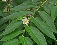 &#91;share&#93; Manfaat rebusan daun Kersen/Talok