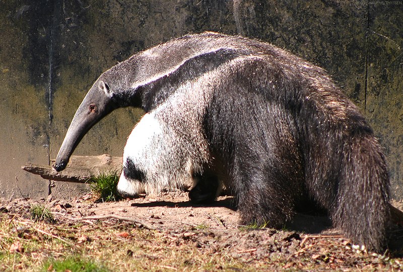 Giant Anteater - Species Terenggiling Terbesar