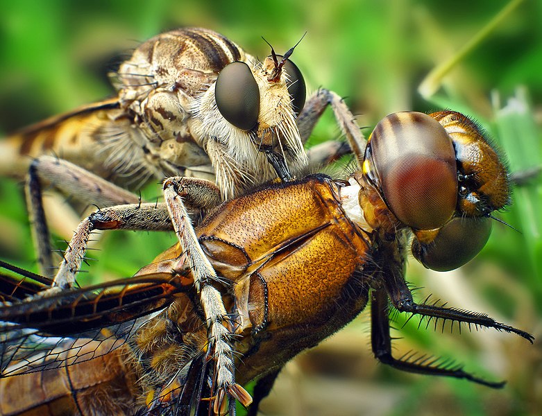 fakta-dan-keunikan-capung-predator-paling-hebat-di-kerajaan-hewan-tahukah-kamu