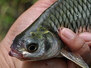 ikan tawes