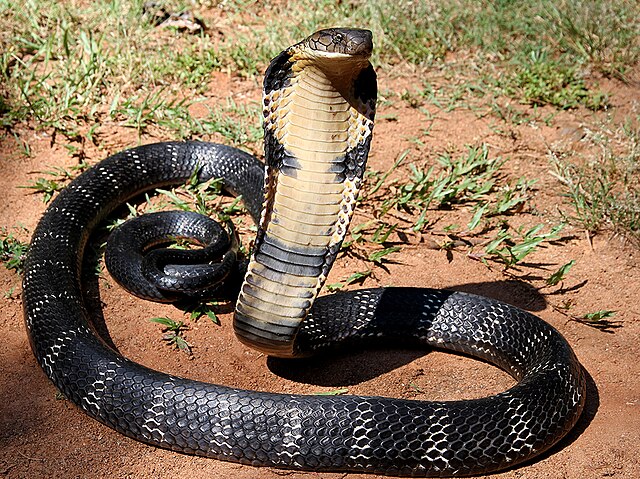 Kenali Jenis Ular Berbisa di Sekitar Agan &#91;Indonesian Snake&#93;