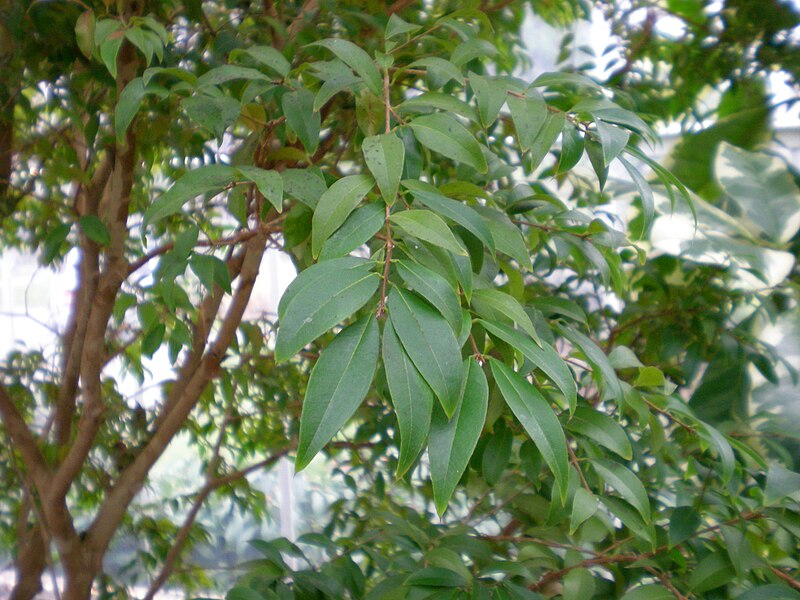 Jabuticaba, Pohon yang Berbuah pada Batangnya &#91;With Pict&#93;