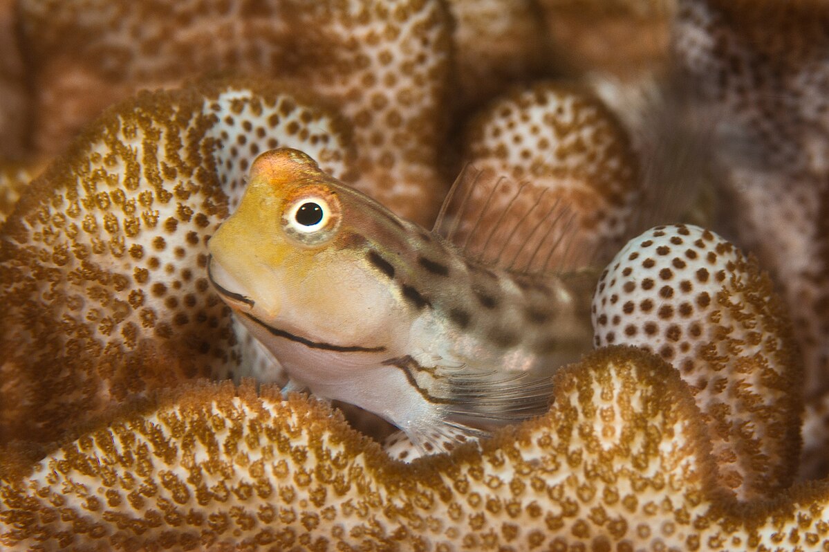 Hewan-hewan Unik Khas Indonesia yang Jarang Orang Tahu! PART 15