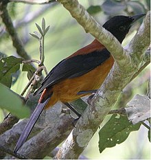 Waspada Gan!! Ada Burung Beracun Di Dunia