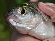 ikan tawes