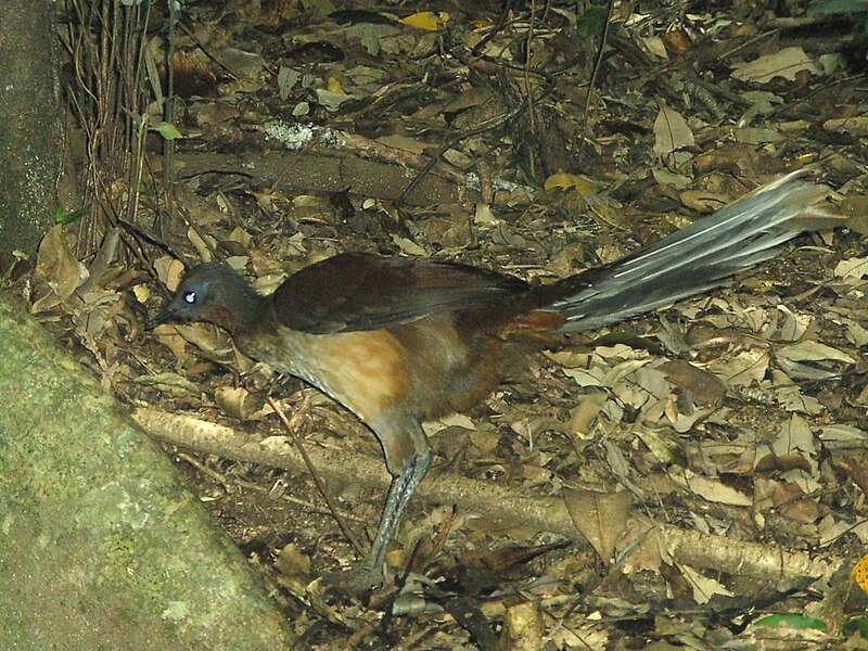 Burung yang bisa meniru suara Gergaji, Alarm Mobil dst - Lyrebird