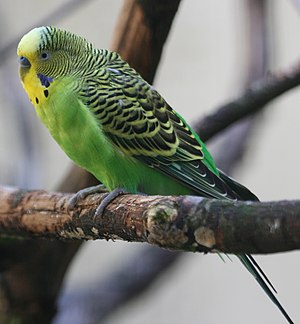 ≈≈♥♥ Penggemar Cockatiel / Falck / Parkit Australi ♥♥≈≈