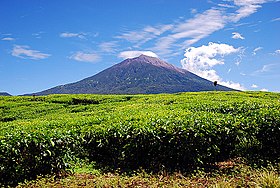 Menggapai Atap Sumatera Puncak Kurintji (Puncak Inderapura) 3805 mdpl