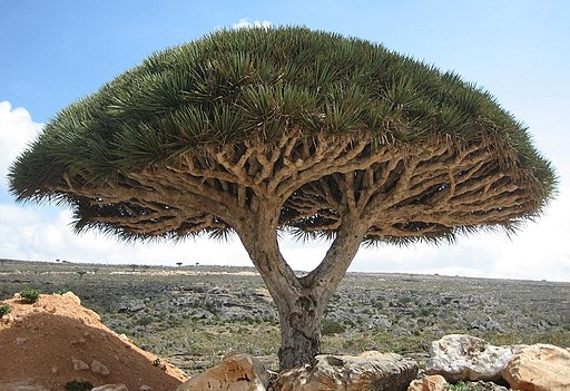 10 Pohon Teramat Aneh dari Berbagai Penjuru Dunia