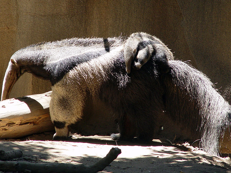 Giant Anteater - Species Terenggiling Terbesar