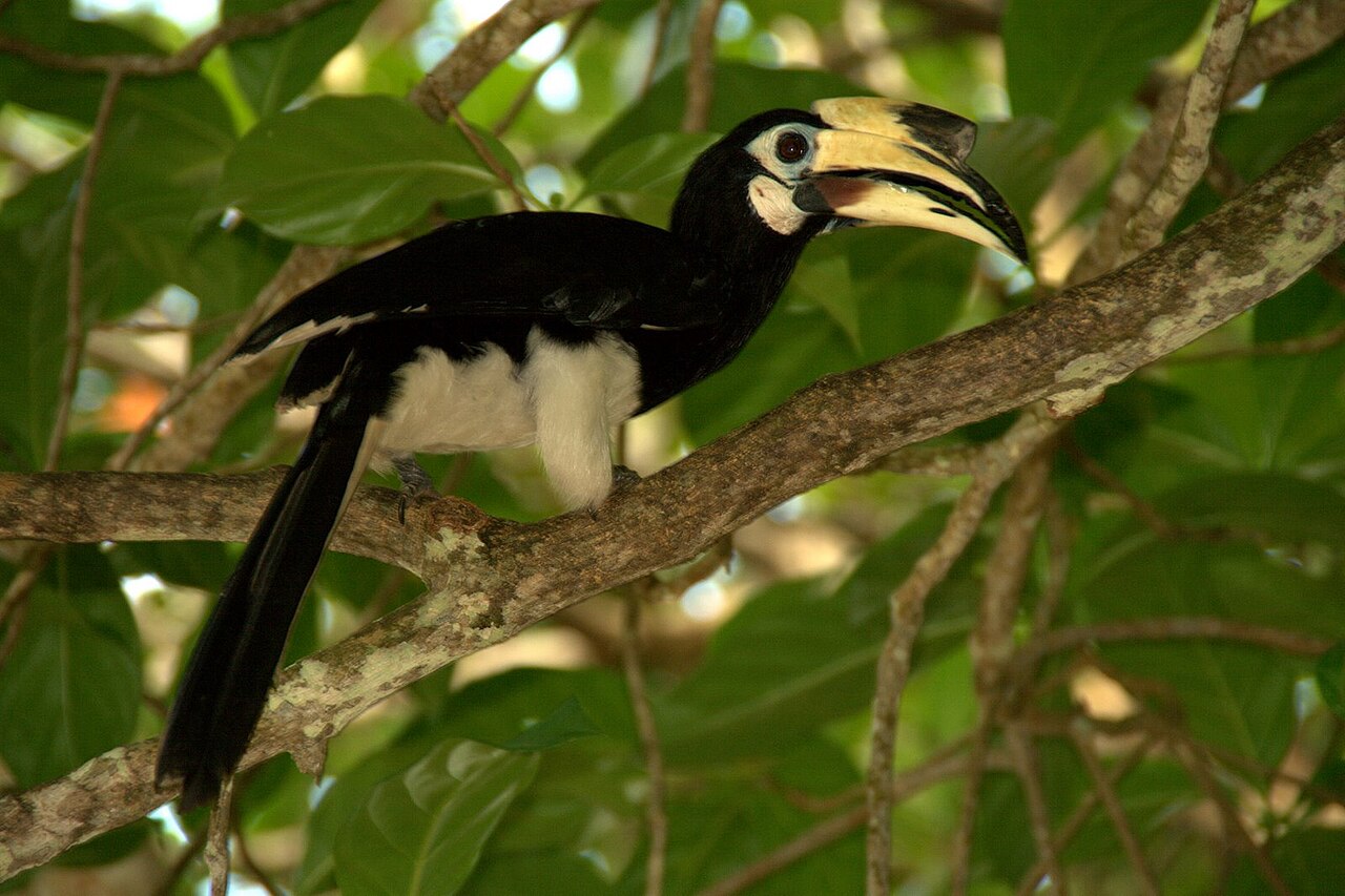 Si unik Burung Rangkong (Enggang)