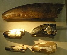Sarcosuchus: Buaya Terbesar yang Pernah Hidup di Bumi