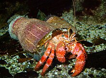 Parade Alien dari Perairan Laut Dalam, ane yakin agan pasti pada baru pertama liat,