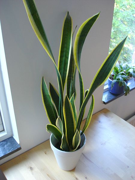 Sansevieria si Tanaman Anti Polutan 