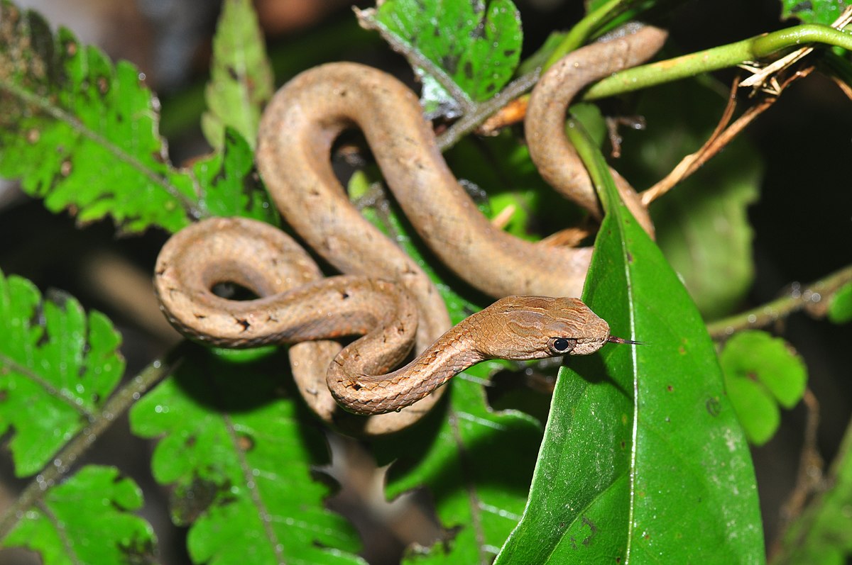 Hewan-hewan Unik Khas Indonesia yang Jarang Orang Tahu! PART 15