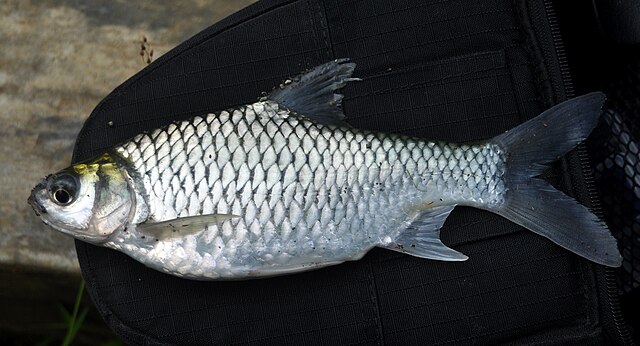 Ikan Sungai Indonesia yg Rasanya Maknyuss..