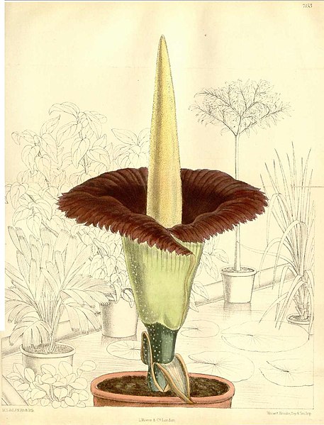 amorphophallus-bunga-bangkai-mekar-di-kebun-raya-cibodas