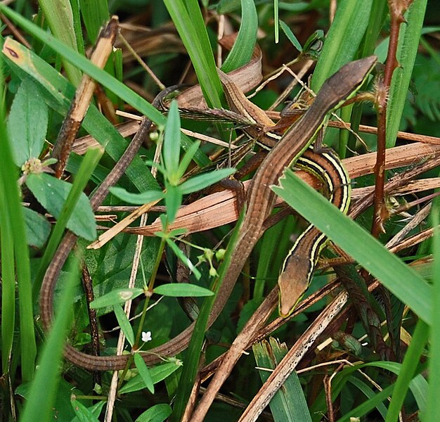 Nostalgia Hewan Sawah Semasa Kecil Agan 