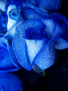 mawar-biru--asli-atau-palsu