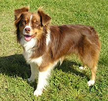 Dimana bisa beli Miniature Australian Shepherd di Indonesia.