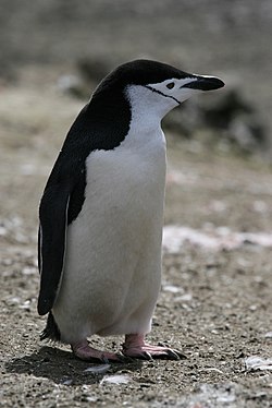 Serius Gan ane barusan nemu pinguin di rumah ane...