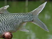 ikan tawes