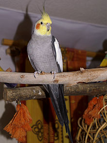 ≈≈♥♥ Penggemar Cockatiel / Falck / Parkit Australi ♥♥≈≈