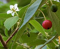 5 Buah Yang Sudah Hampir Punah