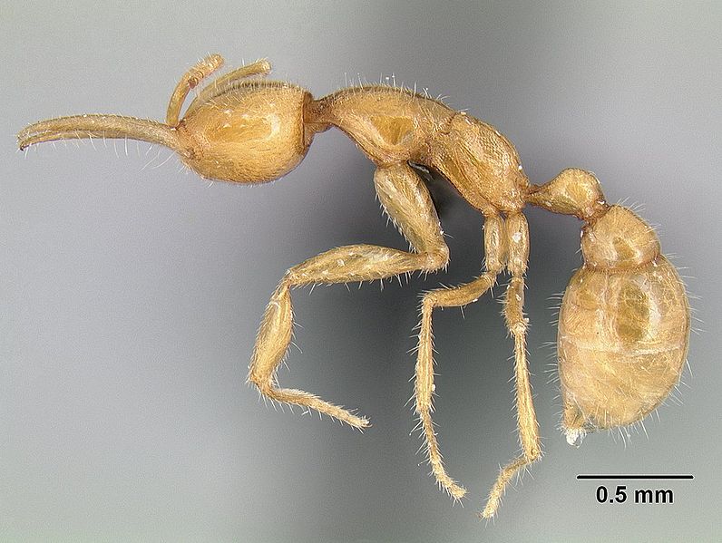 unik-semut-semut-yang-mempunyai-skill-khusus-macem-di-game-gan