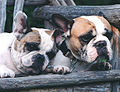 French Bulldog a.k.a Frenchie Lovers ~