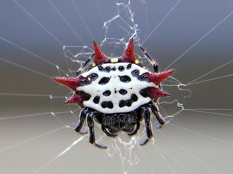 Laba-laba dengan warna dan bentuk terunik