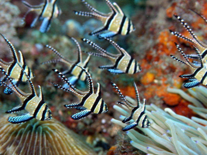 Ikan hias yang cuma ada di Indonesia