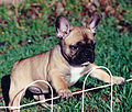 French Bulldog a.k.a Frenchie Lovers ~