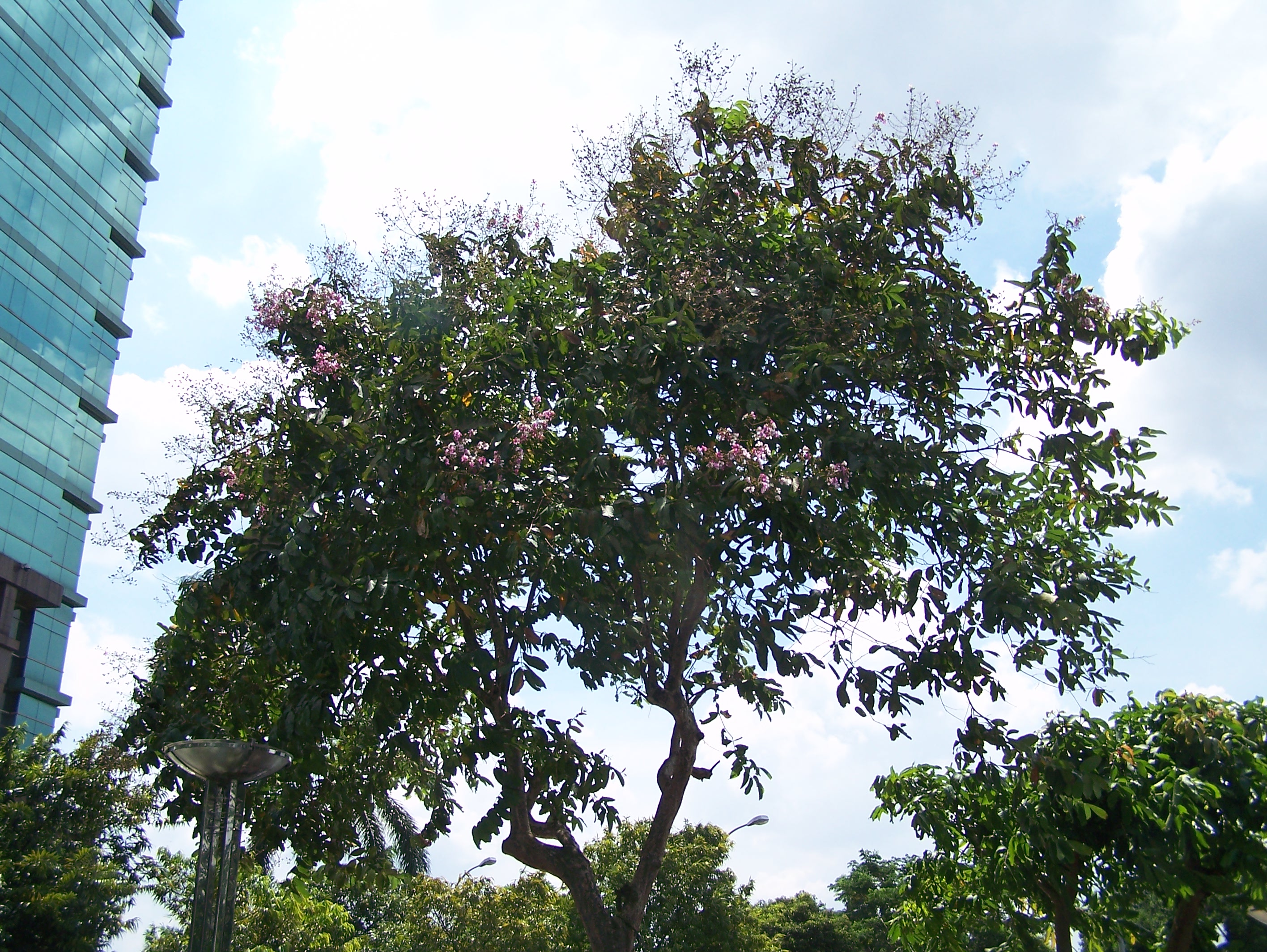 Jakarta Kota Flora