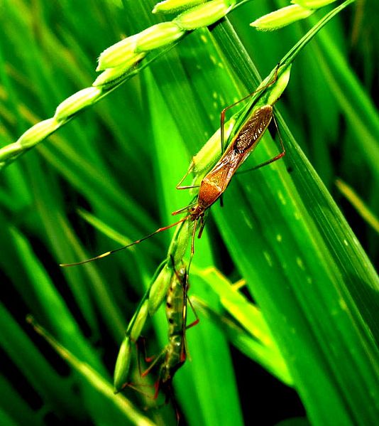 Nostalgia Hewan Sawah Semasa Kecil Agan 