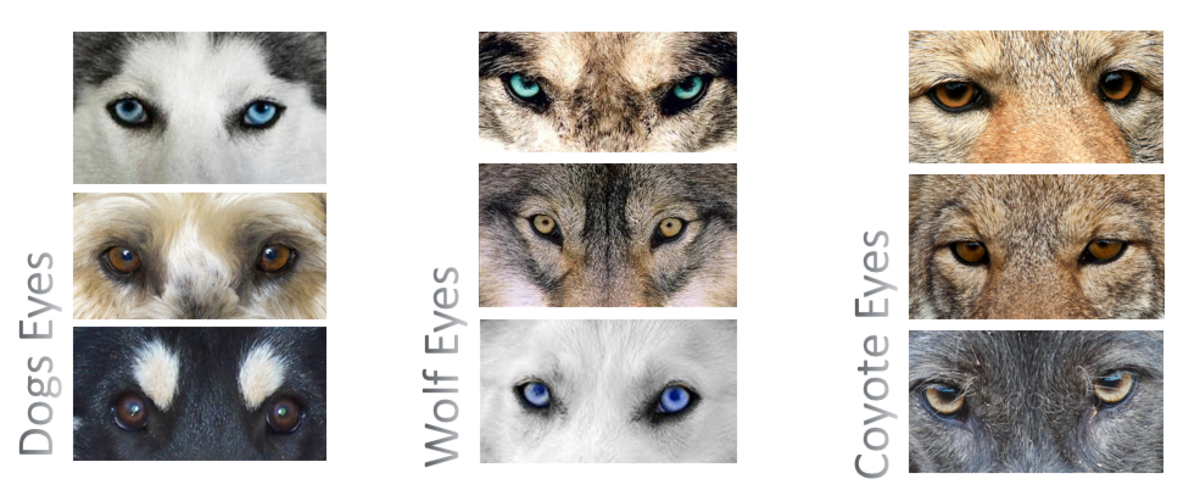Как отличить волка. Глаза волка и собаки. Отличие волка от собаки. Различие волчьих и собачьих глаз. Различия между собакой и волком.