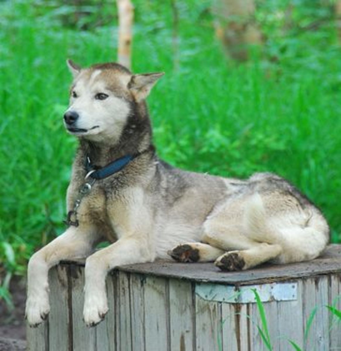 Tujuh Anjing Terbaik Yang Lebih Terlihat Seperti Serigala