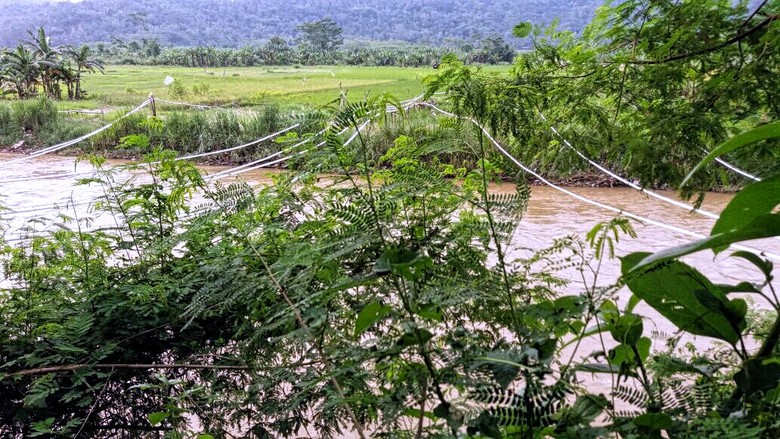 (Jabar lagi) Tak Ada Jembatan, Kakek Hanyut Seberangi Sungai Pakai Ban
