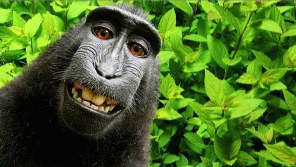 Begini Akhir Kasus Pelik Monyet Selfie di Sulawesi