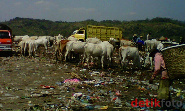 Sapi Sapi Anti Mainstream Nie Gan.