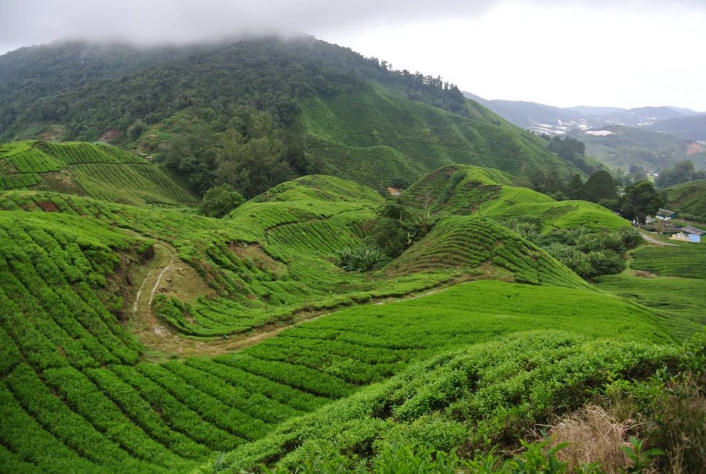 Rekomendasi Wisata Kebun Teh yang Menyegarkan Mata
