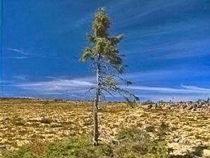 Spruce Ione, Pohon Tertua di Dunia (9550 Tahun)