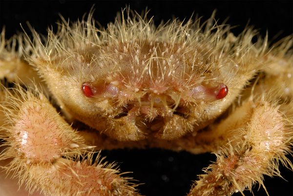 Parade Alien dari Perairan Laut Dalam, ane yakin agan pasti pada baru pertama liat,