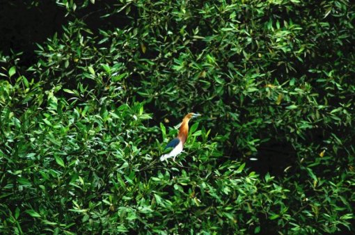 &#91;KEREN&#93; Wisata Anyar Mangrove Surabaya.